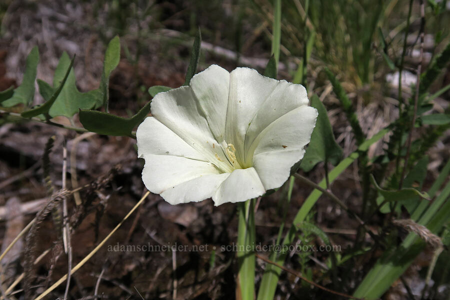 chaparral morning glory (Calystegia occidentalis ssp. occidentalis) [Days Gulch Botanical Area, Rogue River-Siskiyou National Forest, Josephine County, Oregon]