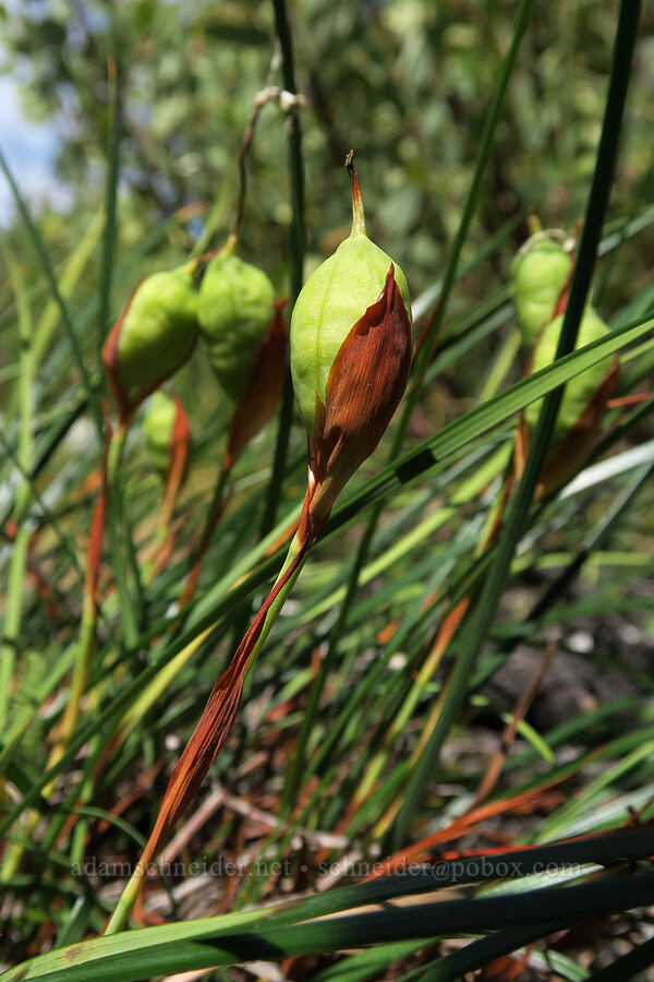 yellow-leaf iris seed capsules (Iris chrysophylla) [Days Gulch Botanical Area, Rogue River-Siskiyou National Forest, Josephine County, Oregon]