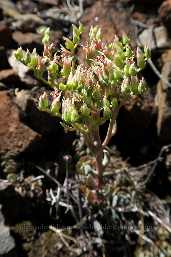rose-flowered stonecrop (Sedum laxum ssp. laxum) [Days Gulch Botanical Area, Rogue River-Siskiyou National Forest, Josephine County, Oregon]