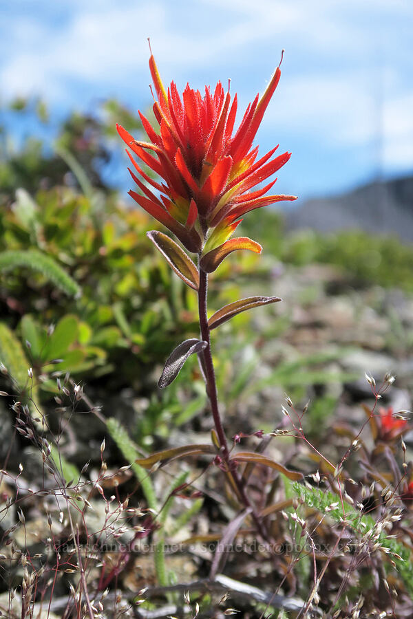 frosted paintbrush (Castilleja pruinosa) [Babyfoot Lake Trailhead, Rogue River-Siskiyou National Forest, Curry County, Oregon]