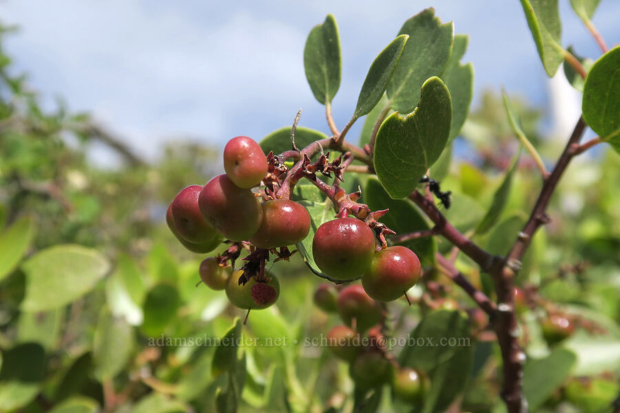 green-leaf manzanita berries (Arctostaphylos patula) [Babyfoot Lake Trail, Rogue River-Siskiyou National Forest, Curry County, Oregon]