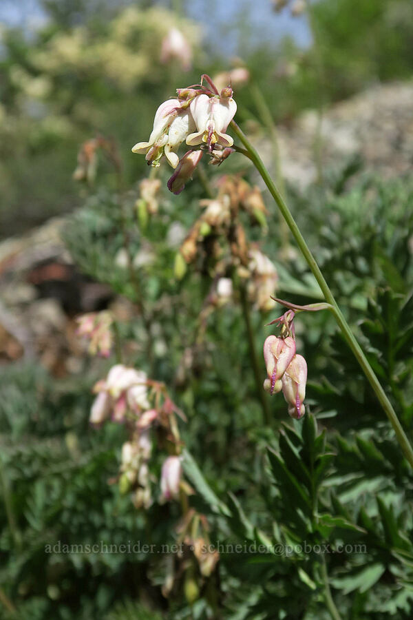 white bleeding hearts (Dicentra formosa ssp. oregana (Dicentra oregana)) [Babyfoot Lake Trail, Rogue River-Siskiyou National Forest, Curry County, Oregon]