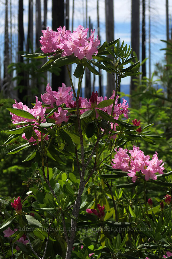 Pacific rhododendron (Rhododendron macrophyllum) [Babyfoot Lake Trail, Rogue River-Siskiyou National Forest, Curry County, Oregon]