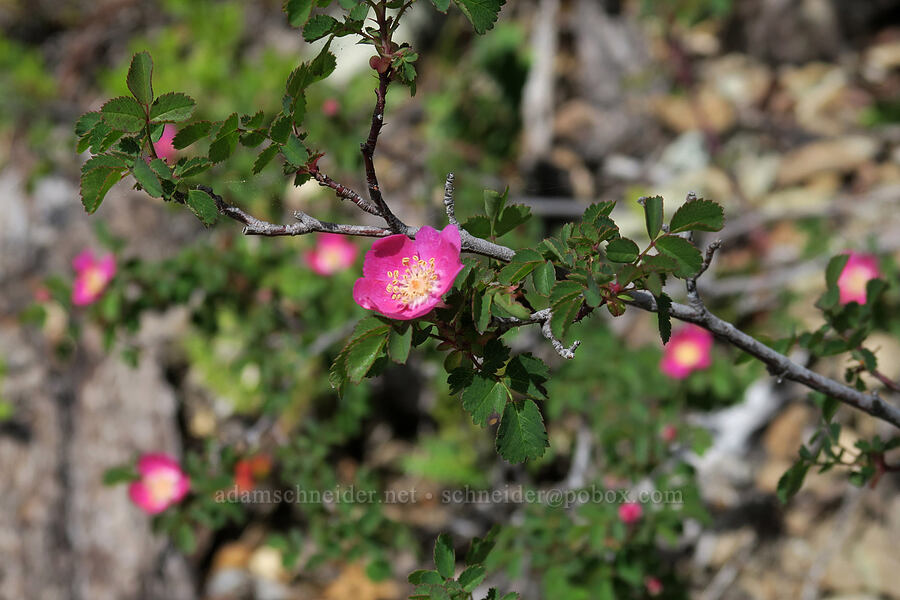 Gasquet rose (serpentine bald-hip rose) (Rosa gymnocarpa var. serpentina) [Babyfoot Lake Trail, Rogue River-Siskiyou National Forest, Curry County, Oregon]