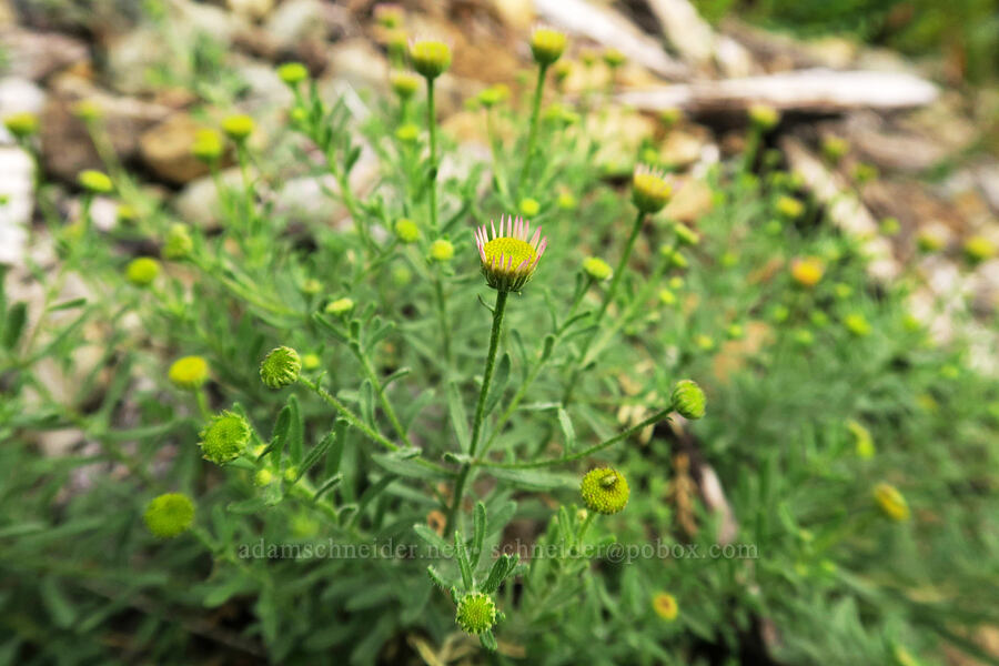 Klamath fleabane (Klamath daisy), budding (Erigeron klamathensis (Erigeron breweri var. klamathensis)) [Babyfoot Lake Trail, Rogue River-Siskiyou National Forest, Curry County, Oregon]