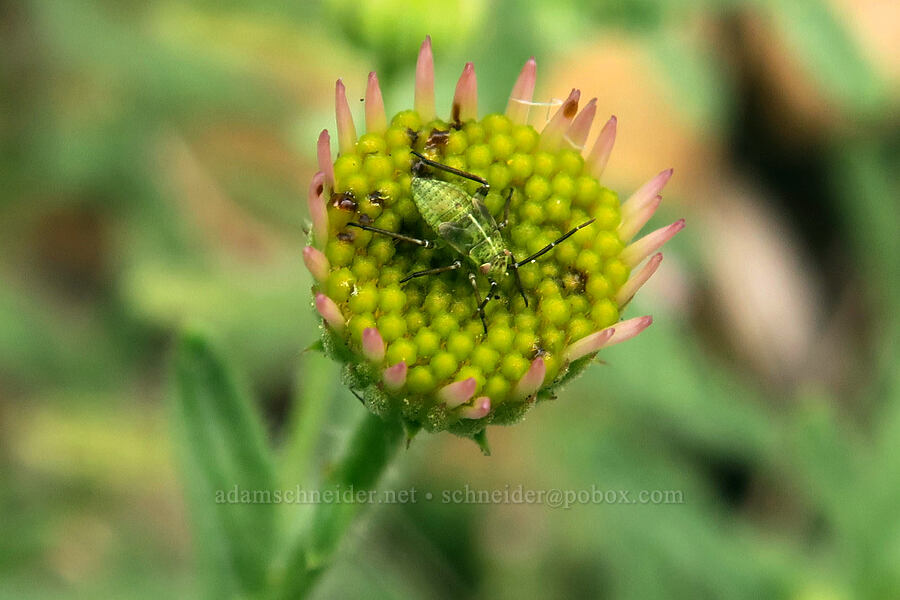 plant bug nymph on Klamath fleabane (Lygus sp., Erigeron klamathensis (Erigeron breweri var. klamathensis)) [Babyfoot Lake Trail, Rogue River-Siskiyou National Forest, Curry County, Oregon]
