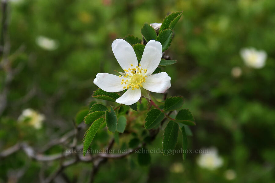 white rose (Rosa sp.) [Babyfoot Lake Trail, Rogue River-Siskiyou National Forest, Curry County, Oregon]