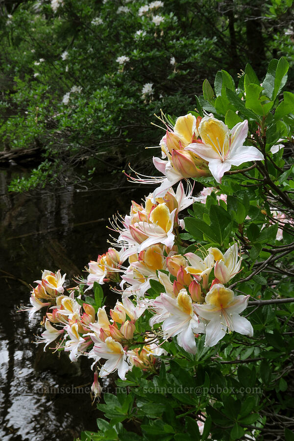western azalea (Rhododendron occidentale) [Babyfoot Lake, Kalmiopsis Wilderness, Curry County, Oregon]