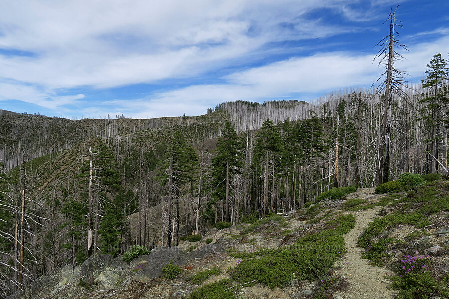 Biscuit Fire damage [Babyfoot Lake Trail, Kalmiopsis Wilderness, Curry County, Oregon]