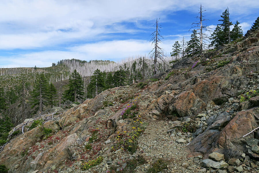 wildflowers & rocks [Babyfoot Lake Trail, Kalmiopsis Wilderness, Curry County, Oregon]