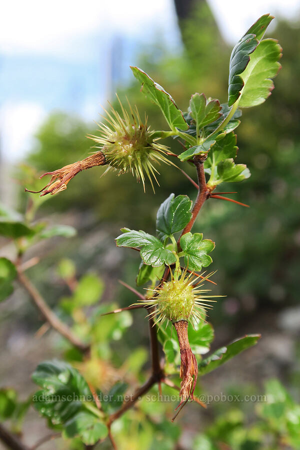 shiny-leaf gooseberry (Sierra gooseberry) (Ribes roezlii) [Babyfoot Lake Trail, Kalmiopsis Wilderness, Curry County, Oregon]