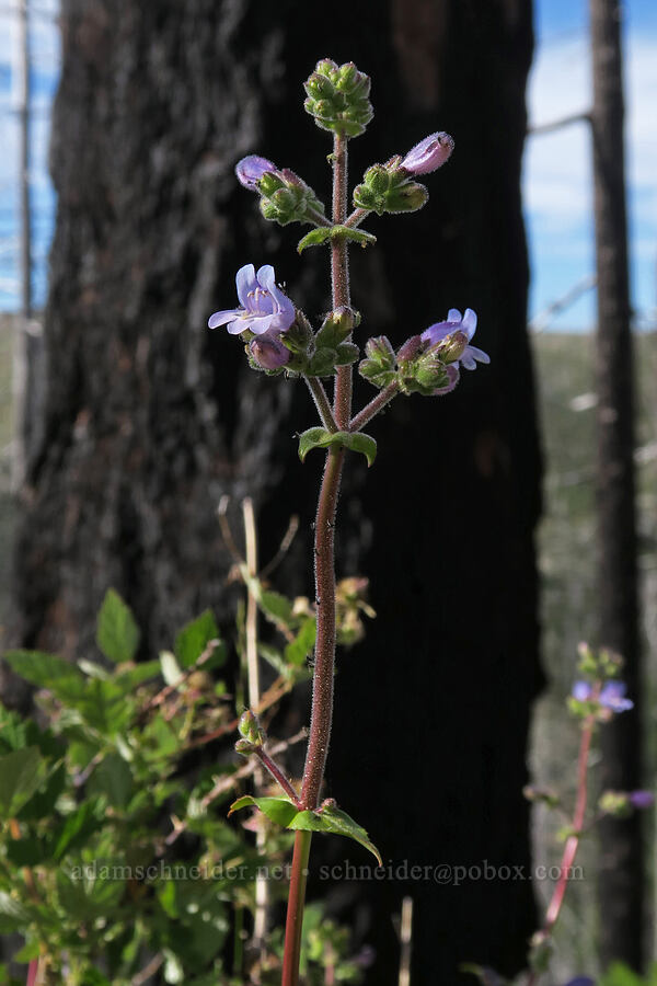 Siskiyou penstemon (Penstemon anguineus (Penstemon rattanii var. minor)) [Babyfoot Lake Trail, Kalmiopsis Wilderness, Curry County, Oregon]