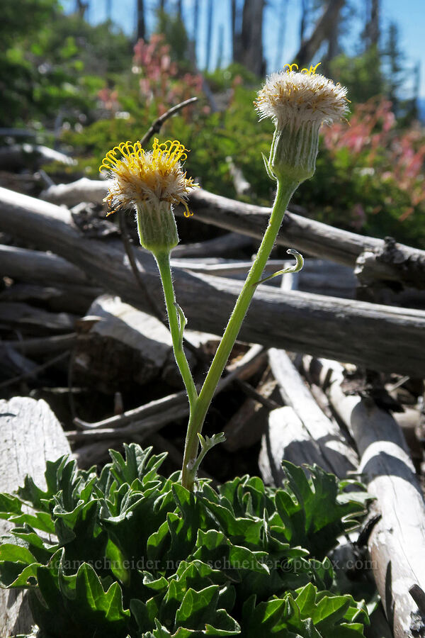 silvercrown (Cacaliopsis nardosmia (Cacalia nardosmia)) [Babyfoot Lake Trail, Kalmiopsis Wilderness, Curry County, Oregon]