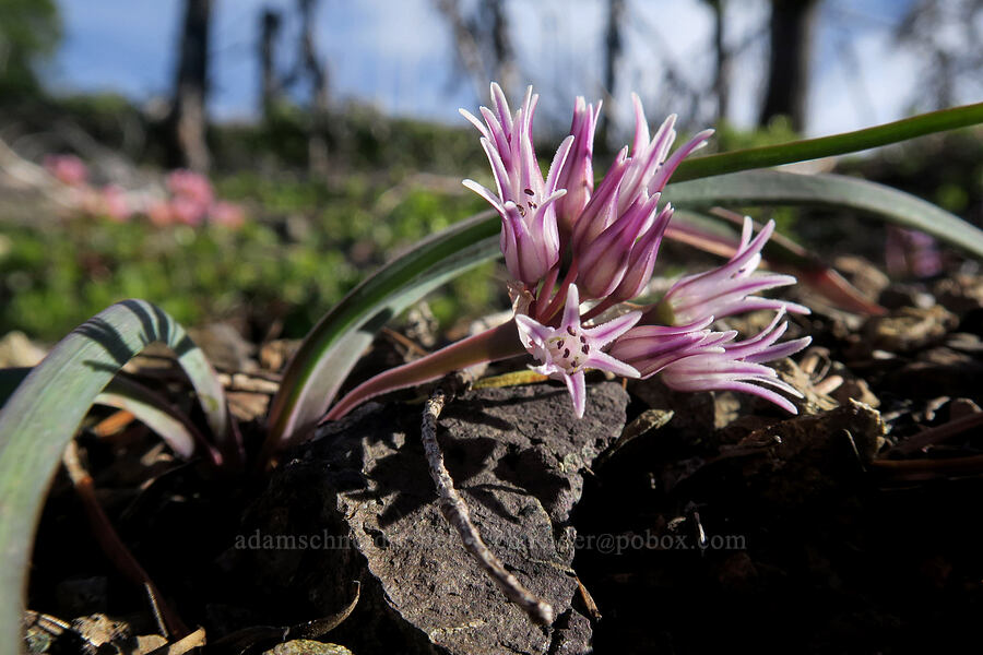 Siskiyou onion (Allium siskiyouense) [Babyfoot Lake Rim Trail, Rogue River-Siskiyou National Forest, Curry County, Oregon]