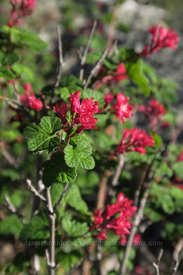 red-flowering currant (Ribes sanguineum) [Babyfoot Lake Rim Trail, Rogue River-Siskiyou National Forest, Curry County, Oregon]