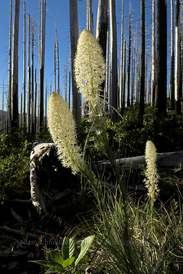 beargrass (Xerophyllum tenax) [Babyfoot Lake Trail, Rogue River-Siskiyou National Forest, Curry County, Oregon]