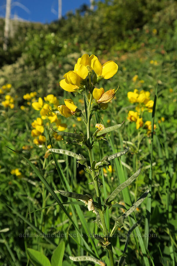 slender golden-banner (mountain pea) (Thermopsis gracilis) [Forest Road 4201, Rogue River-Siskiyou National Forest, Josephine County, Oregon]