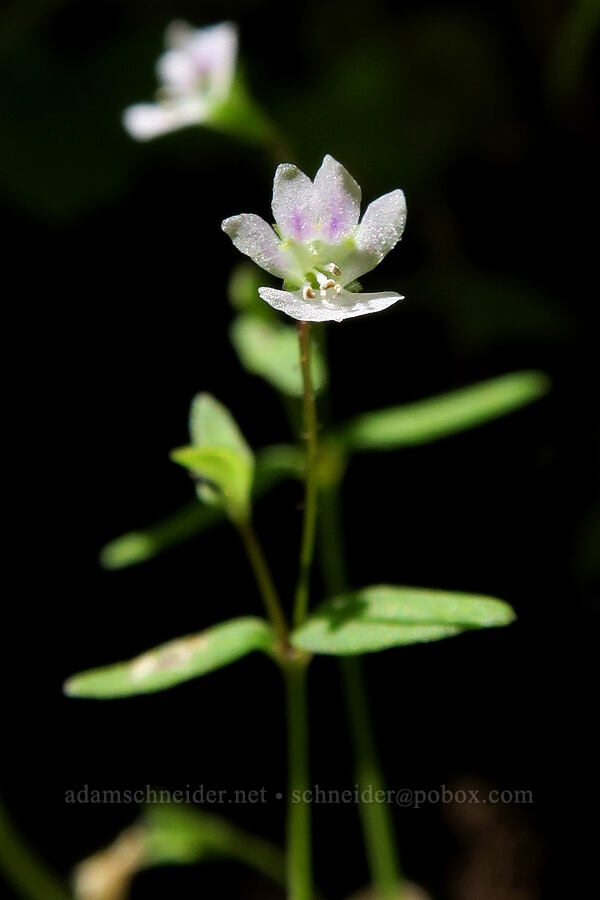 small-flowered tonella (Tonella tenella) [Grizzly Peak Trail, Jackson County, Oregon]