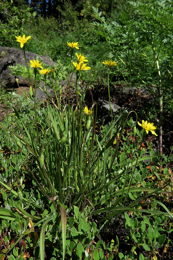 nodding microseris (Microseris nutans (Scorzonella nutans)) [Grizzly Peak Trail, Jackson County, Oregon]