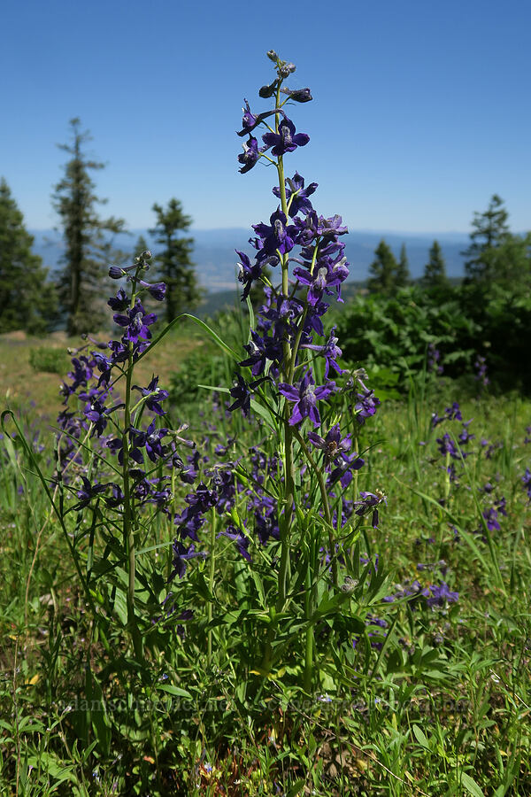 larkspur (Delphinium sp.) [Grizzly Peak Trail, Jackson County, Oregon]