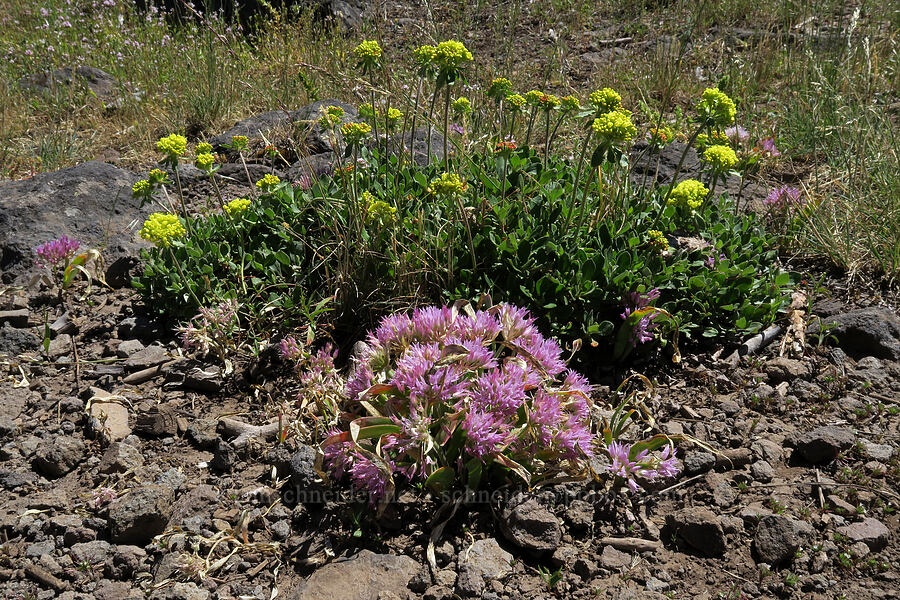 Siskiyou onion & sulphur-flower buckwheat (Allium siskiyouense, Eriogonum umbellatum) [Grizzly Peak Trail, Jackson County, Oregon]