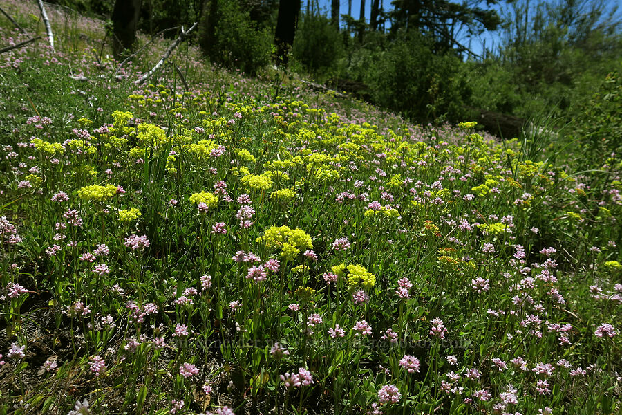 sulphur-flower buckwheat & rosy plectritis (Eriogonum umbellatum var. modocense, Plectritis congesta) [Grizzly Peak Trail, Jackson County, Oregon]