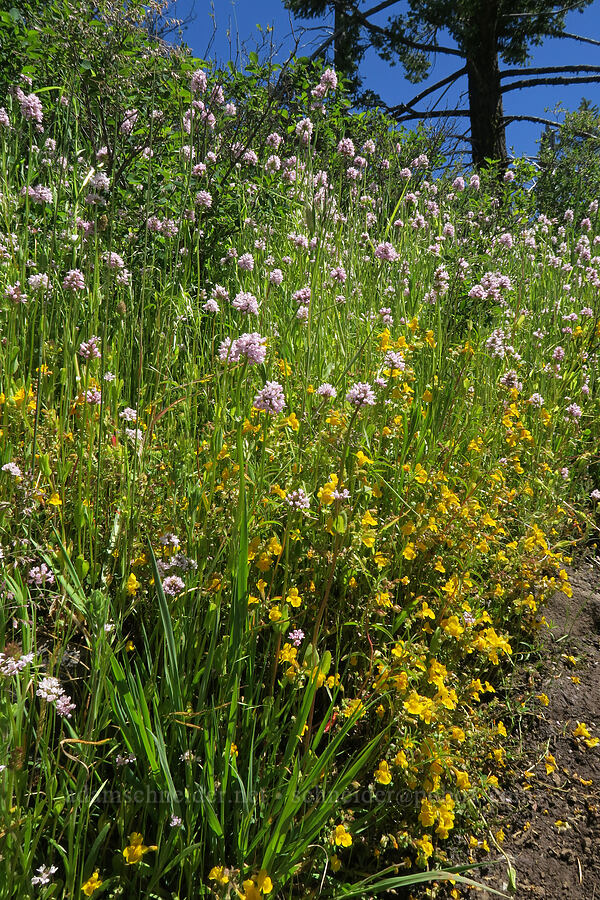 rosy plectritis & monkeyflower (Plectritis congesta, Erythranthe sp. (Mimulus sp.)) [Grizzly Peak Trail, Jackson County, Oregon]