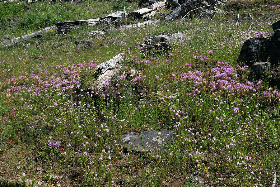 Siskiyou onion & rosy plectritis (Allium siskiyouense, Plectritis congesta) [Grizzly Peak Trail, Jackson County, Oregon]