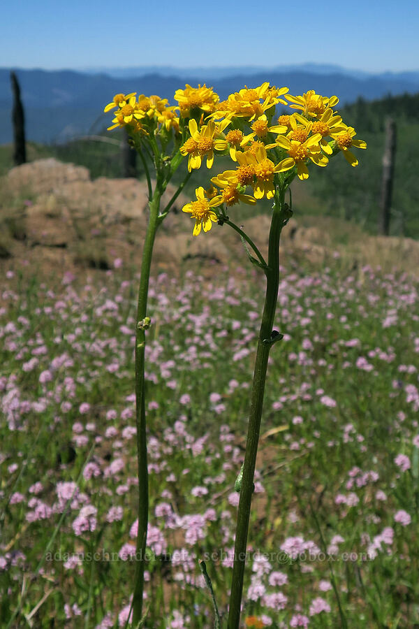 western groundsel (Senecio integerrimus) [Grizzly Peak Trail, Jackson County, Oregon]