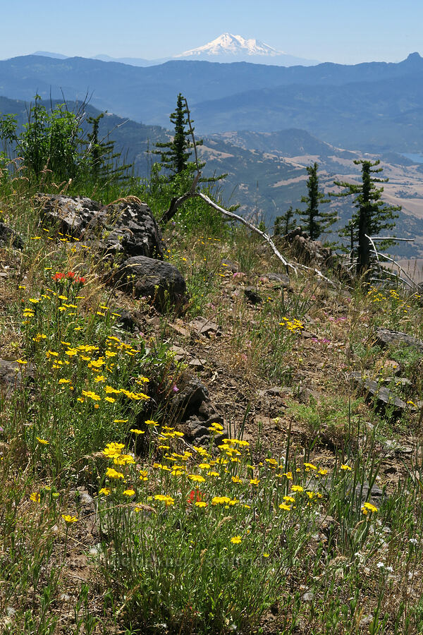 Oregon sunshine & Mt. Shasta (Eriophyllum lanatum var. achilleoides) [Grizzly Peak Trail, Jackson County, Oregon]