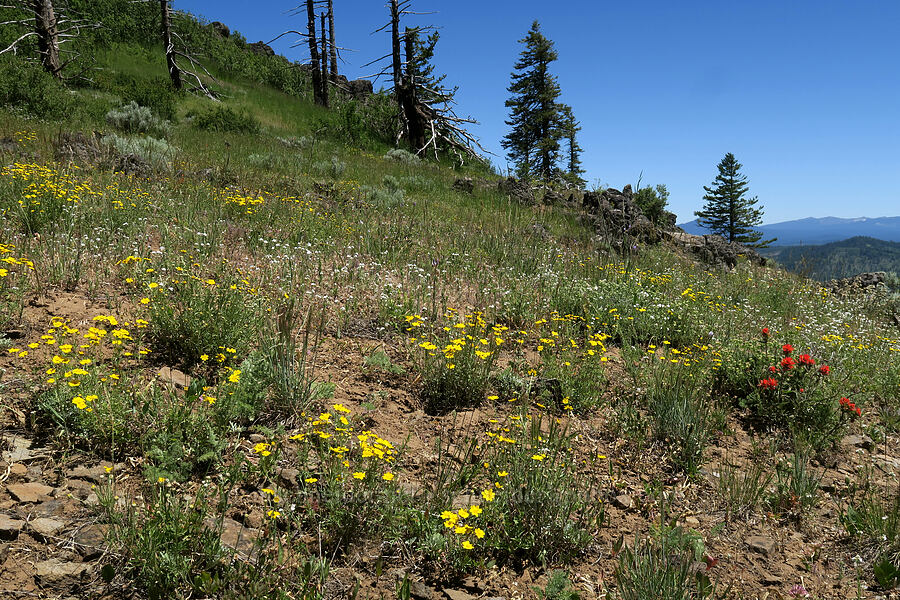 wildflowers [Grizzly Peak Trail, Jackson County, Oregon]
