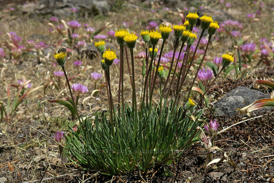 Bloomer's fleabane & Siskiyou onions (Erigeron bloomeri, Allium siskiyouense) [Grizzly Peak Trail, Jackson County, Oregon]
