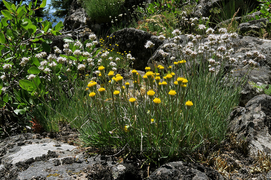 scabland fleabane & ball-head sandwort (Erigeron bloomeri, Eremogone congesta (Arenaria congesta)) [Grizzly Peak Trail, Jackson County, Oregon]