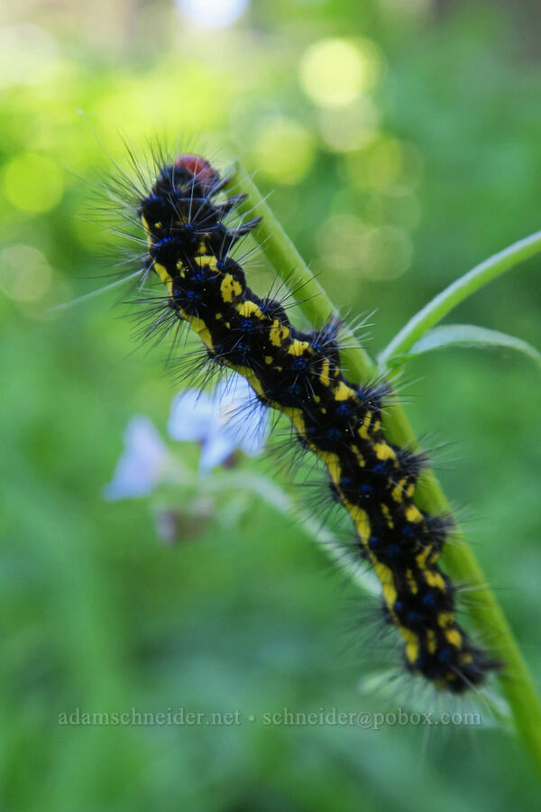 wild forget-me-not moth caterpillar (Gnophaela latipennis) [Grizzly Peak Trail, Jackson County, Oregon]
