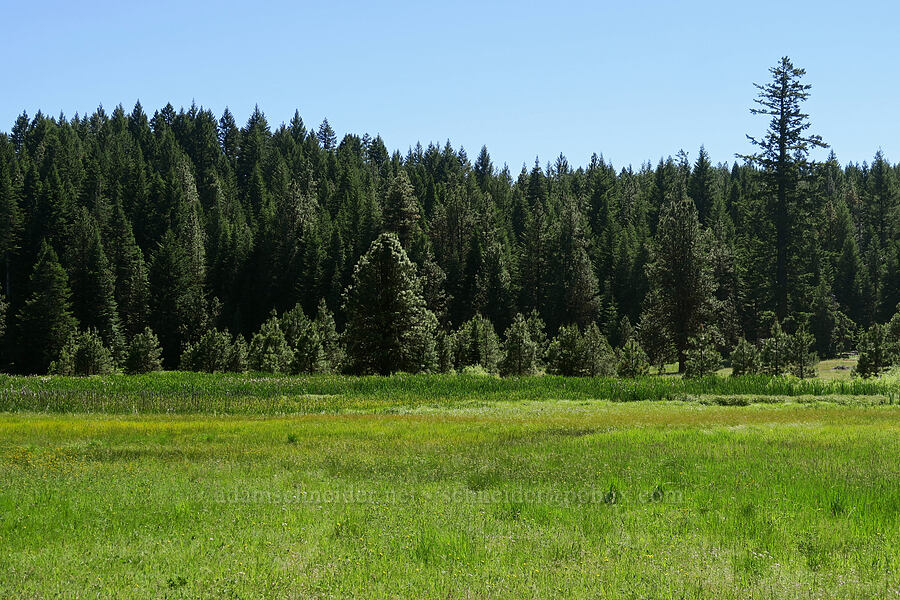 wet meadow [Old Hyatt Prairie Road, Cascade-Siskiyou National Monument, Jackson County, Oregon]