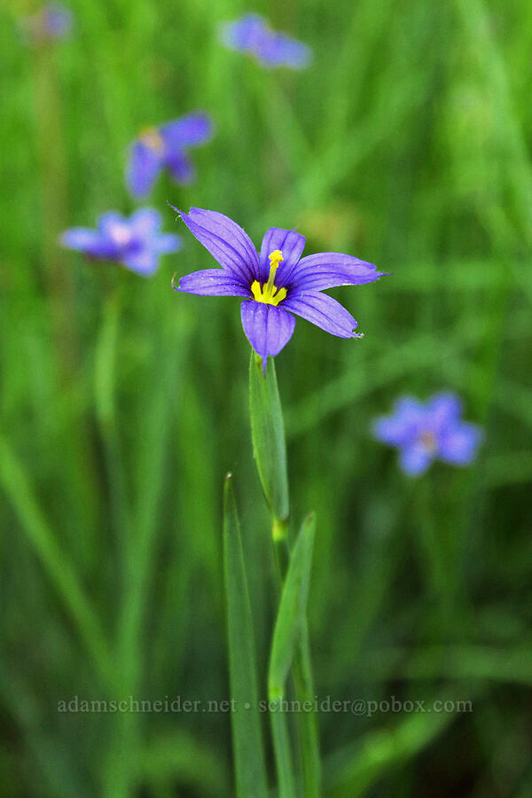 Idaho blue-eyed grass (Sisyrinchium idahoense) [Greensprings Mountain Loop Trail, Cascade-Siskiyou National Monument, Jackson County, Oregon]