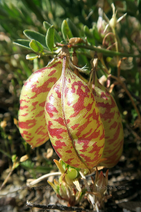 balloon-pod milk-vetch pods (Astragalus whitneyi var. confusus) [west of the PCT, Soda Mountain Wilderness, Jackson County, Oregon]
