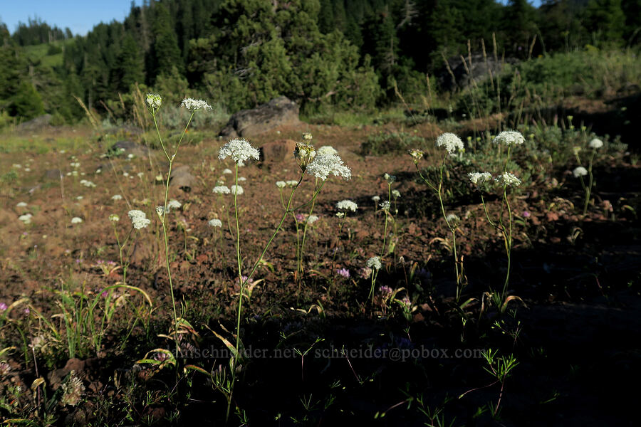 Bolander's yampah (Perideridia bolanderi) [west of the PCT, Soda Mountain Wilderness, Jackson County, Oregon]