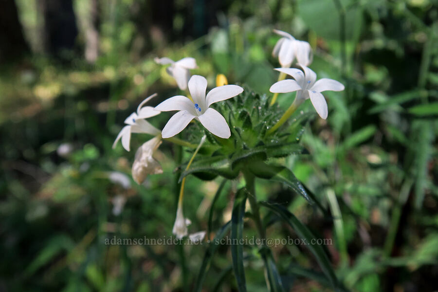 grand collomia, white (Collomia grandiflora) [Bandersnatch Trail, Ashland, Jackson County, Oregon]