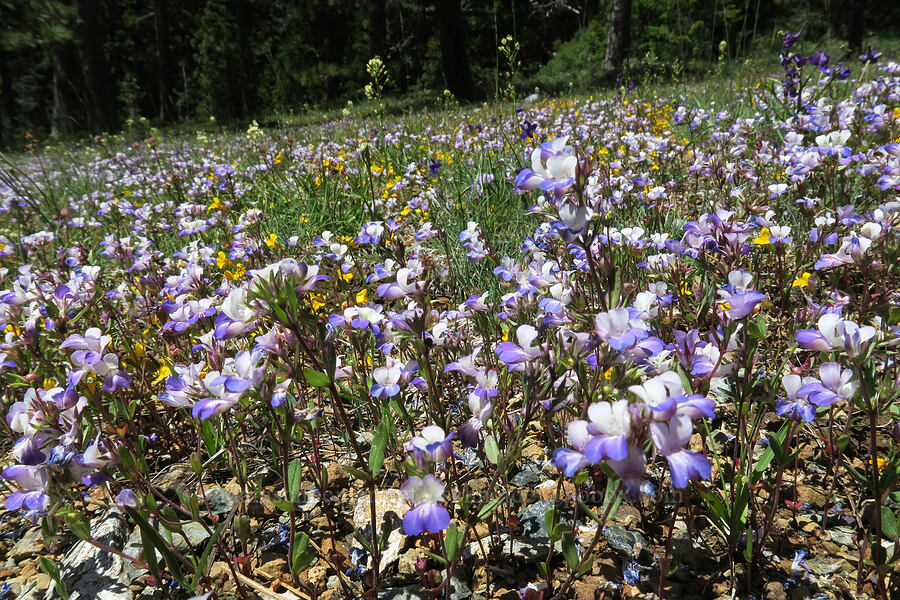 large-flowered blue-eyed-Mary (Collinsia grandiflora) [King Mountain ACEC, Josephine County, Oregon]