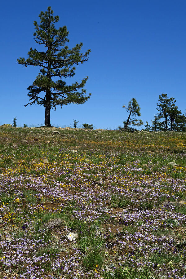 wildflowers [King Mountain ACEC, Josephine County, Oregon]