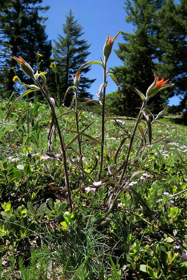 frosted paintbrush (Castilleja pruinosa) [King Mountain ACEC, Douglas County, Oregon]