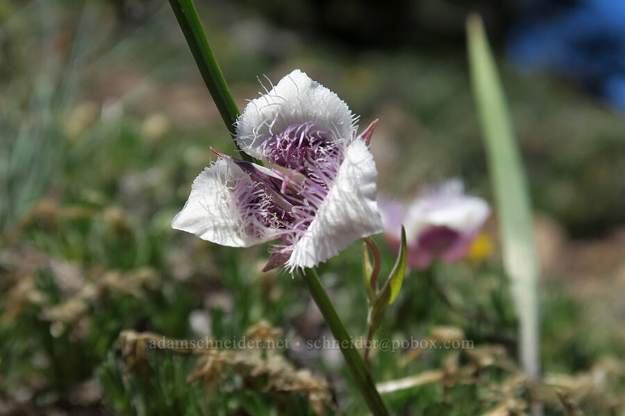 elegant mariposa lily (Calochortus elegans) [King Mountain ACEC, Douglas County, Oregon]