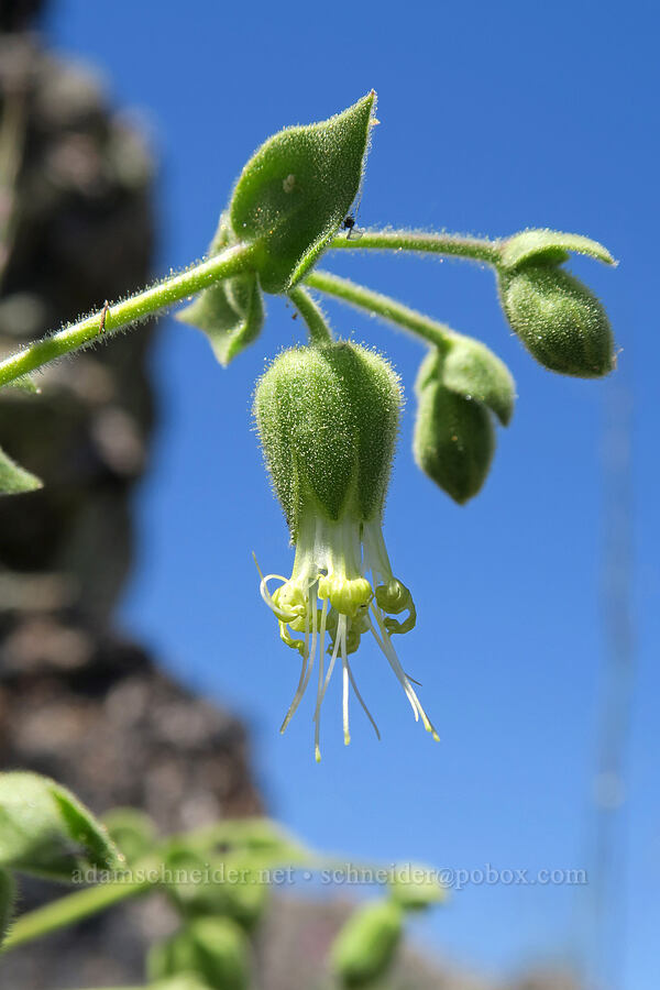 bell catchfly (Silene greenei ssp. greenei (Silene campanulata ssp. glandulosa)) [King Mountain ACEC, Josephine County, Oregon]
