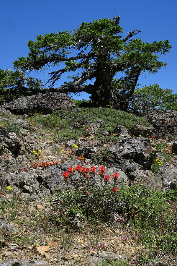 wildflowers [King Mountain ACEC, Josephine County, Oregon]