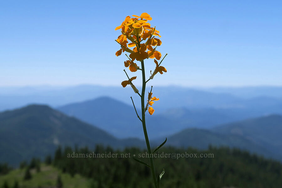 wallflower (Erysimum capitatum) [King Mountain ACEC, Josephine County, Oregon]