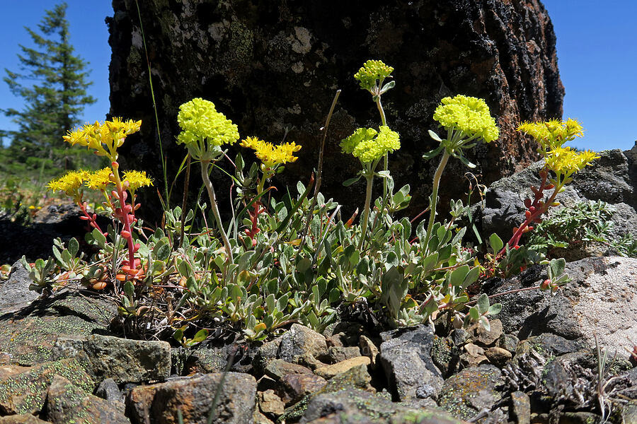 Nelson's buckwheat & stonecrop (Eriogonum umbellatum var. nelsoniorum, Sedum spathulifolium) [King Mountain ACEC, Josephine County, Oregon]