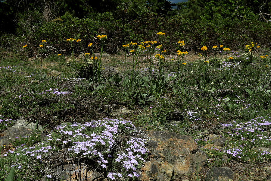 spreading phlox & western groundsel (Phlox diffusa, Senecio integerrimus) [King Mountain ACEC, Douglas County, Oregon]