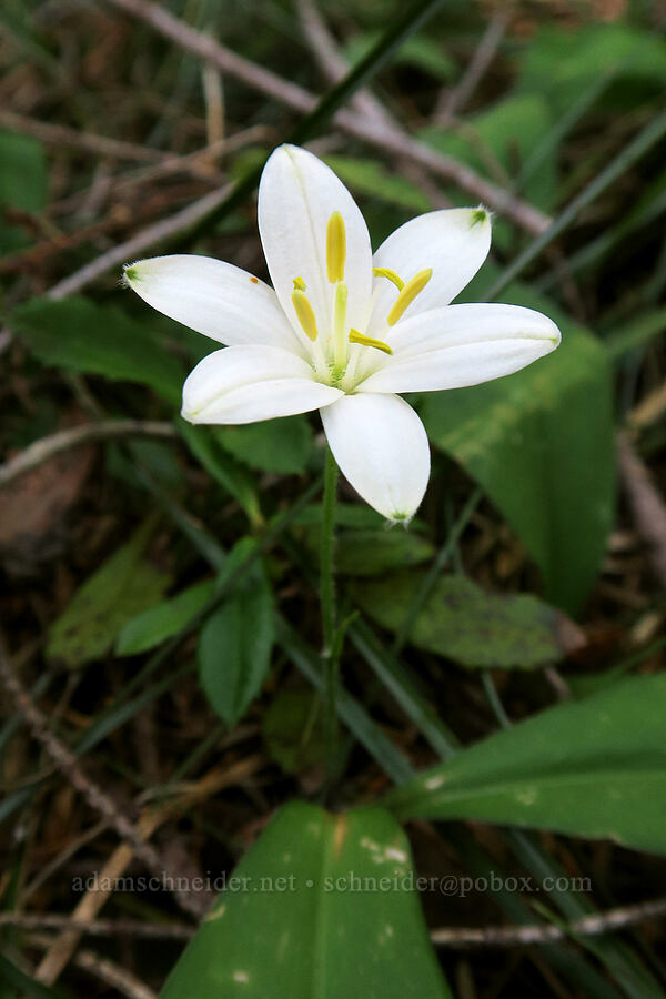 bead lily (Clintonia uniflora) [King Mountain ACEC, Douglas County, Oregon]