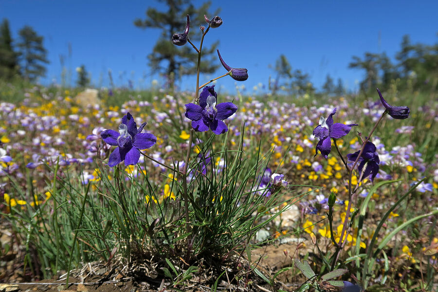 upland larkspur (Delphinium nuttallianum) [King Mountain ACEC, Josephine County, Oregon]